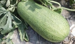 哪个网红连麦吃瓜好看,精彩瞬间大盘点