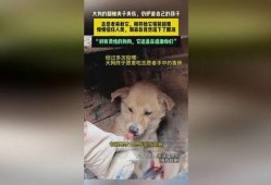 河南大狗爆料最新消息,最新消息揭示惊人内幕