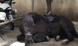 网红骑马爆料事件视频播放,视频播放引发热议