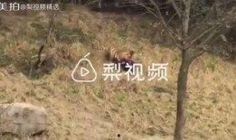 常绿干部爆料视频大全,真实事件背后的真相全解析