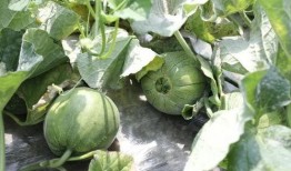 哪个网红连麦吃瓜好看,精彩瞬间大盘点