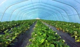 徐州新农人爆料视频,揭秘农村发展新动向