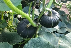 哪个网红连麦吃瓜好看,精彩瞬间大盘点