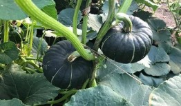 哪个网红连麦吃瓜好看,精彩瞬间大盘点