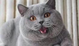 蓝猫吃瓜视频在线观看免费,欢乐无限，免费观看，尽享娱乐盛宴！