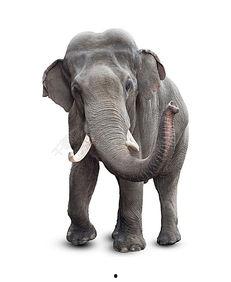 娱乐吃瓜酱大象鼻子